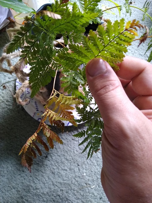 Brown Fronds Rabbit Foot Fern