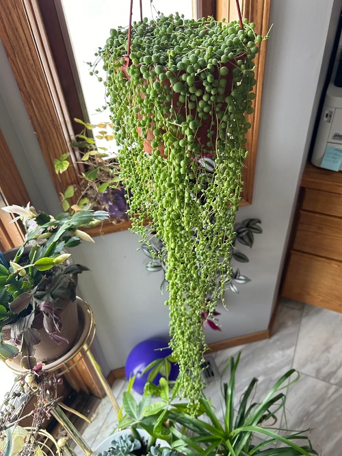 Big String of Pearls Indoor