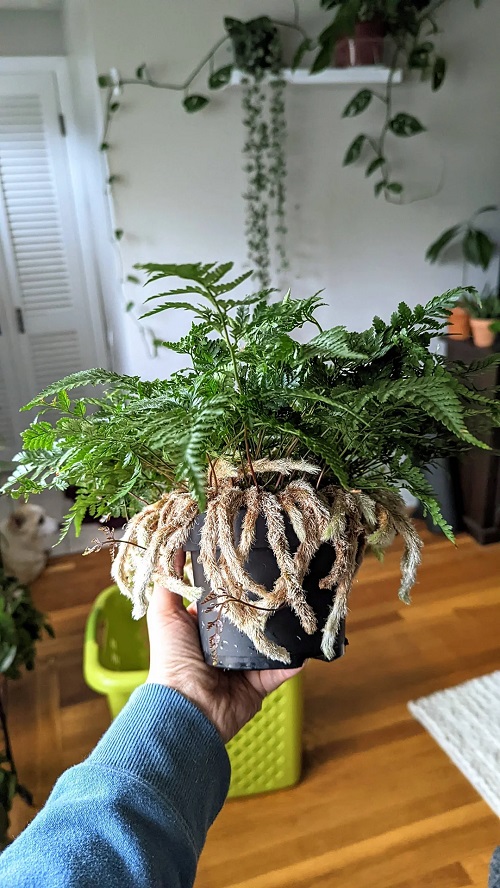 Common Rabbit Foot Fern Problems And Their Solutions