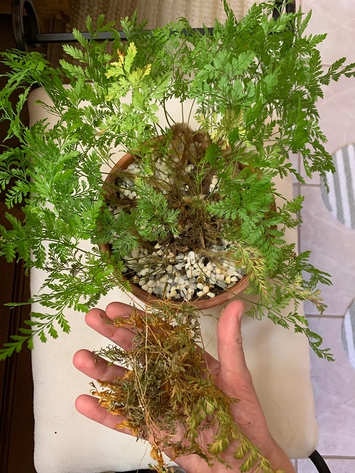 Leaf Discoloration Or Slow Growth