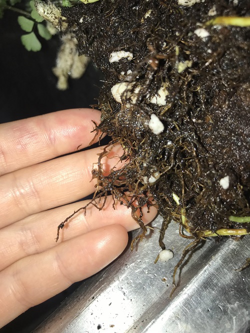 Black Rhizomes