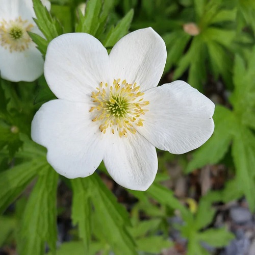 White Flower Varieties