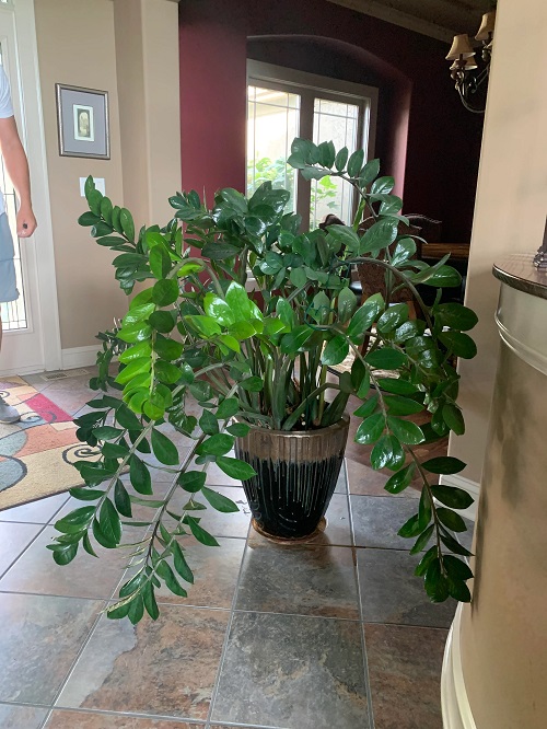 5 Tricks to Grow Faster and Bushier ZZ Plant Indoor Garden 