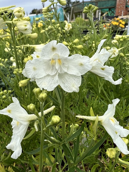 5 Petal White Flower