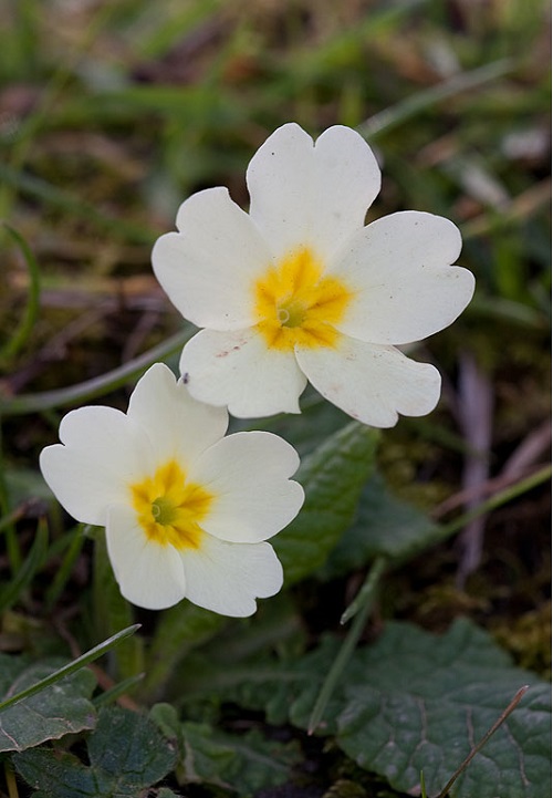 5 Petal White Flower