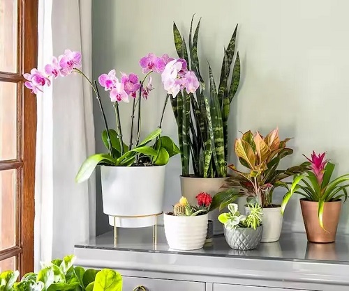 Mix and Match Different Types of Plants