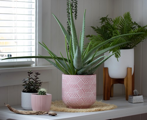 Indoor Cooling Plants 