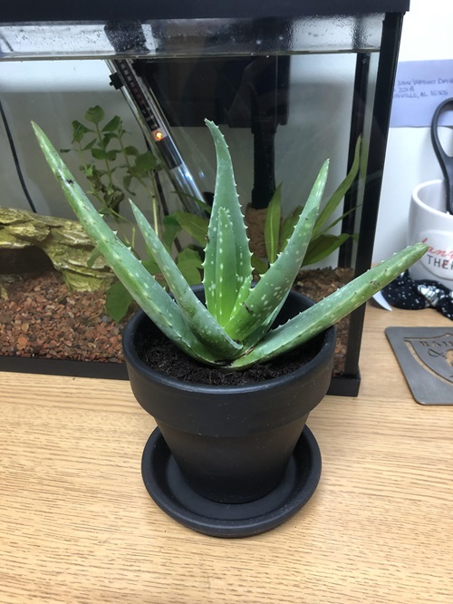 How To Save A Dying Aloe Vera Plant