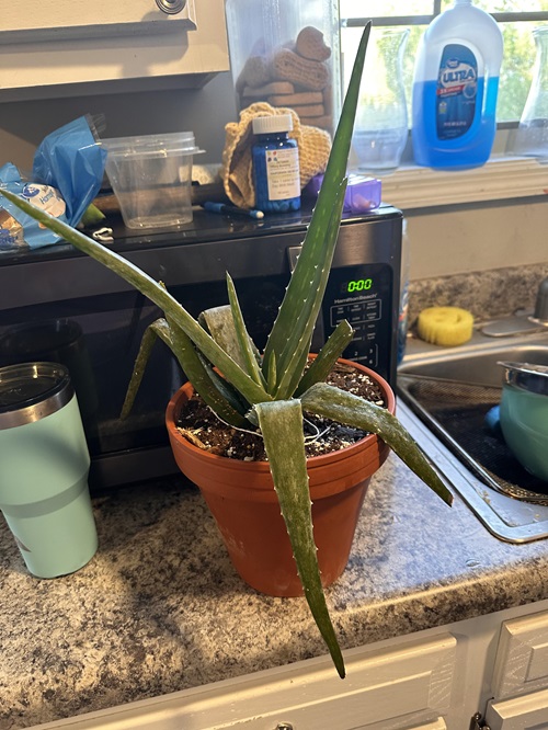 If Your Aloe Vera Suffers Cold Damage