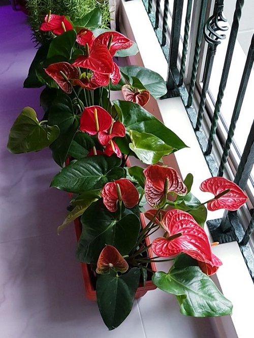 Unique Fast-Growing Plants 2