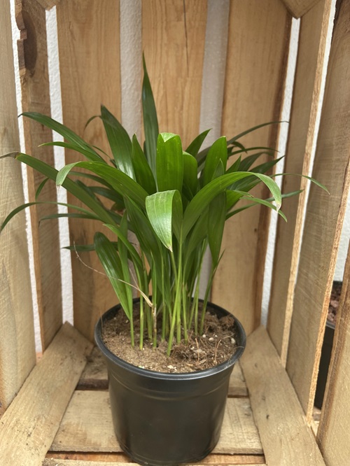 Care Tips To Keep in Mind When Growing Areca Palm Indoors