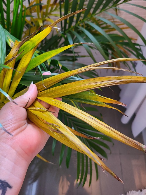 Reasons and Solutions of Areca Palm Turning Yellow 1