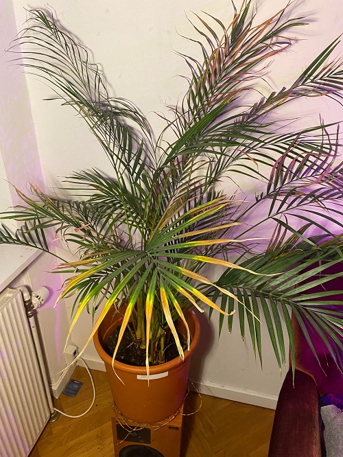 Low Humidity diseases Indoor Plant