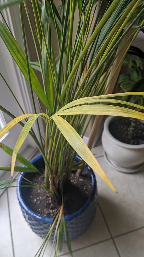 Areca Palm Turning Yellow