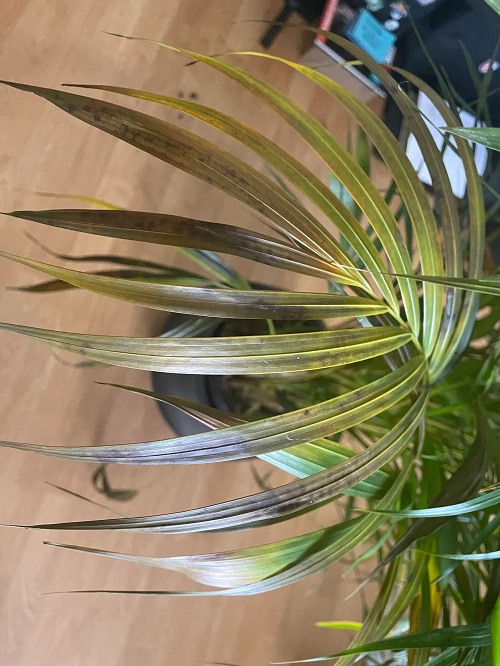 Areca Plam Brown Leaves