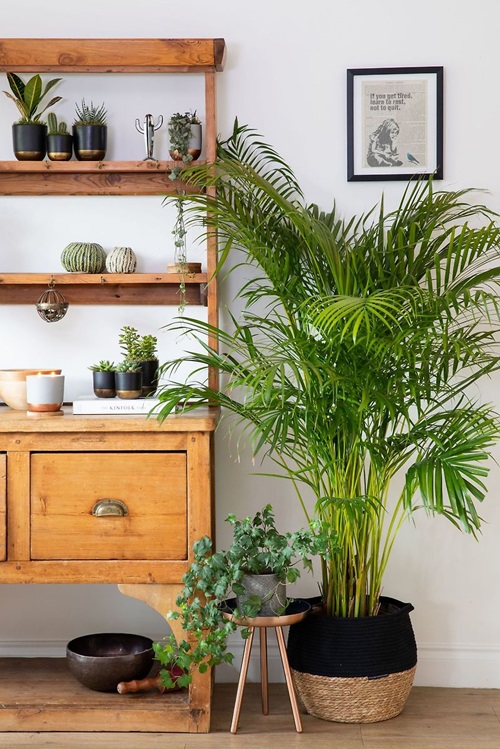 beautiful Indoor Cooling Plants For Summer