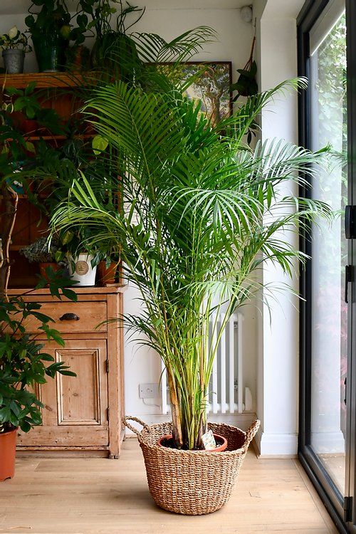 Successful Ways To Propagate Areca Palm Indoors