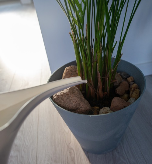 Water When The Soil Dries Out