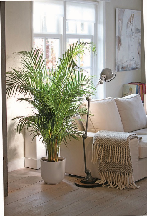 Think Of A Tropical Nook 1