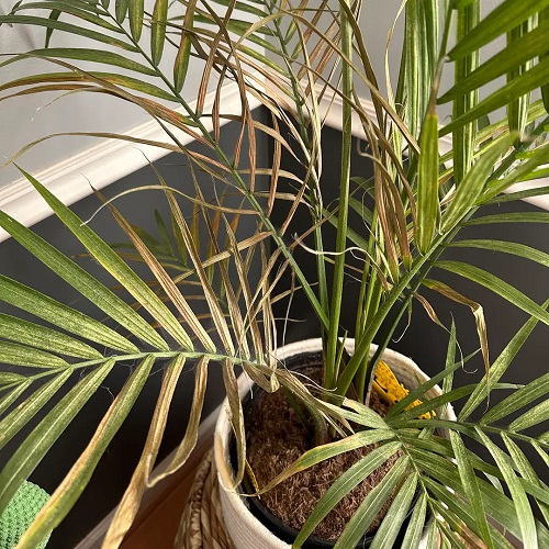 Overwatering Areca palm 1