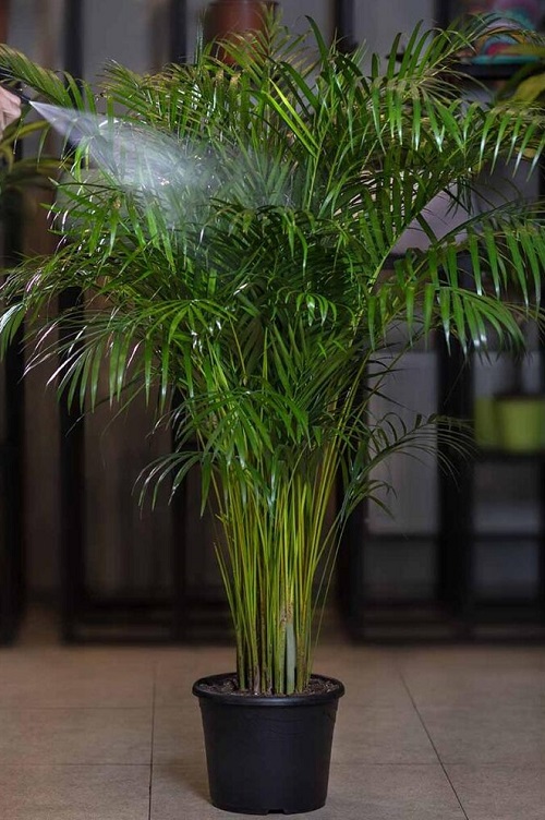 Indoor Areca palm 2