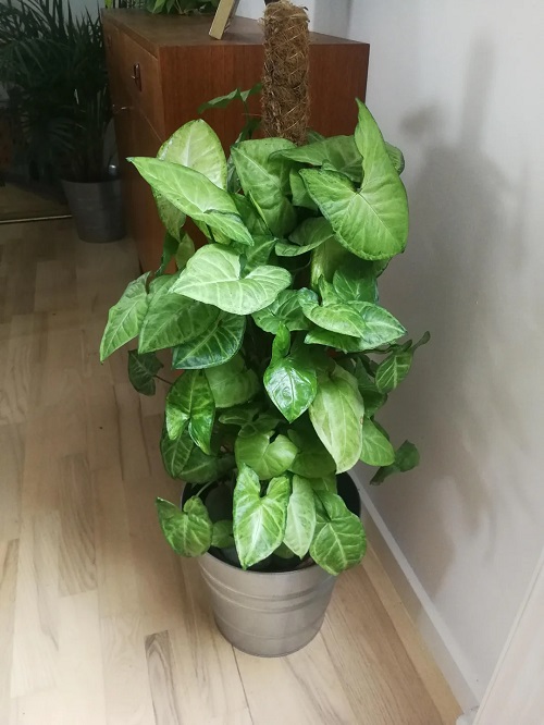 Fast-Growing Plants You Need For An Indoor Jungle 3