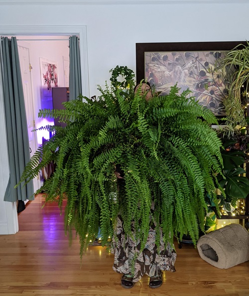 Indoor Cooling Plants For Summer