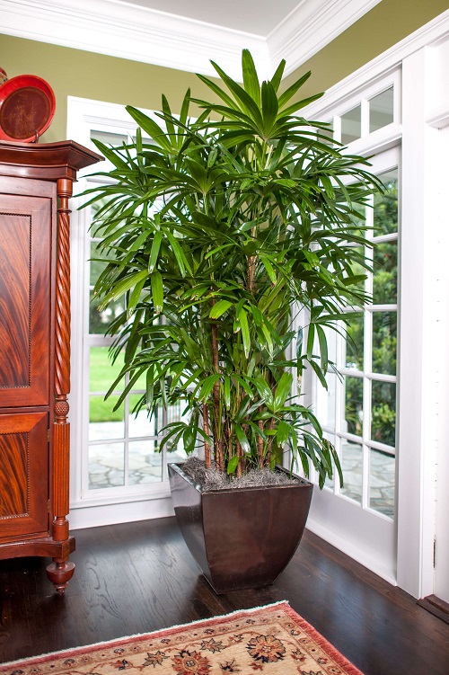 Indoor Fast-Growing Plants 3