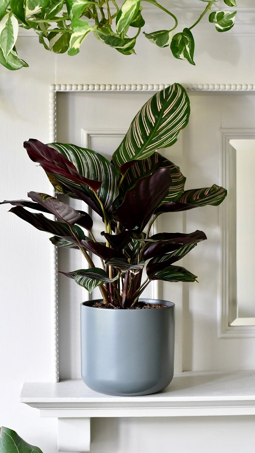 Unique Fast-Growing Plants 3