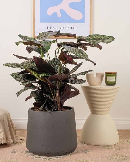 Large Plants For Large Spaces 1