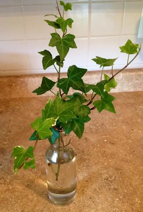 Can English Ivy Grow In Water