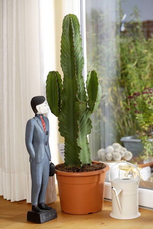 Indoor Fast-Growing Plants 1