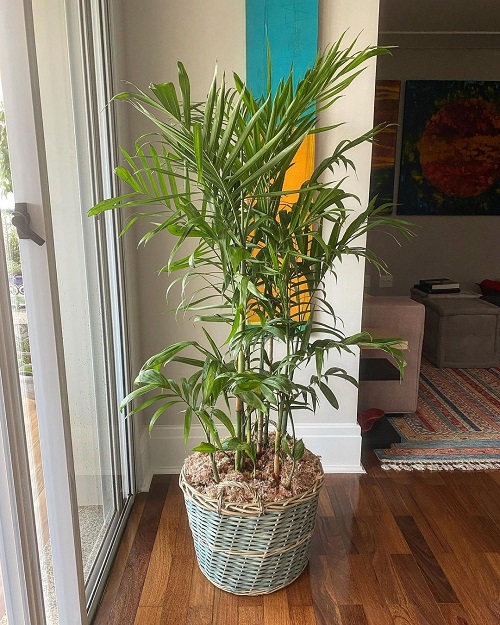 Plants to Improve Indoor Air Pollution 3