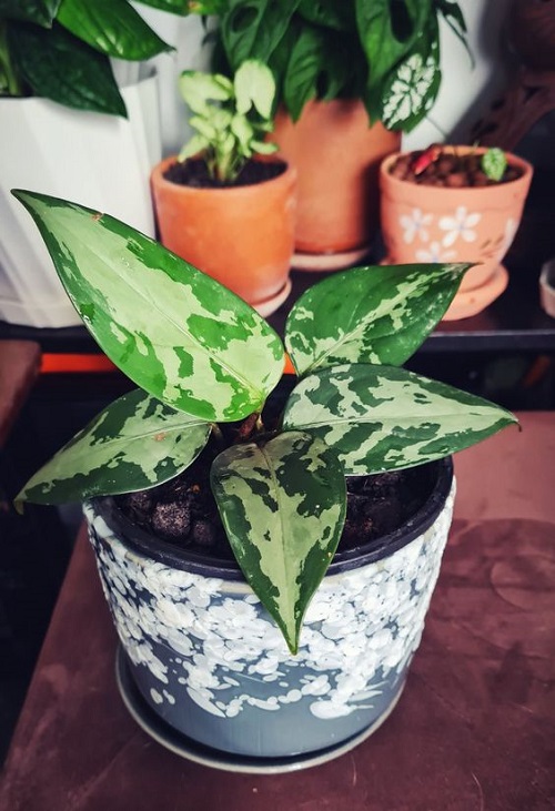 Indoor Succulent Plant 2
