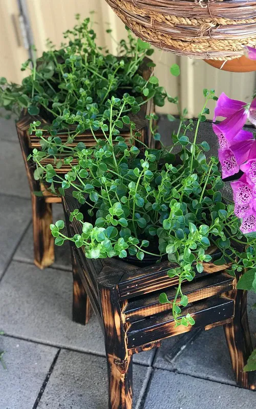Beautiful Fast-Growing Plants 4