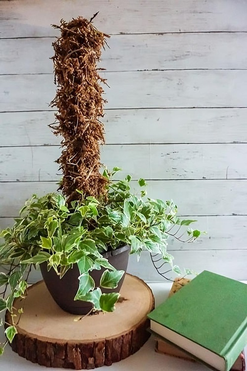 English ivy Moss Pole Water Propagation