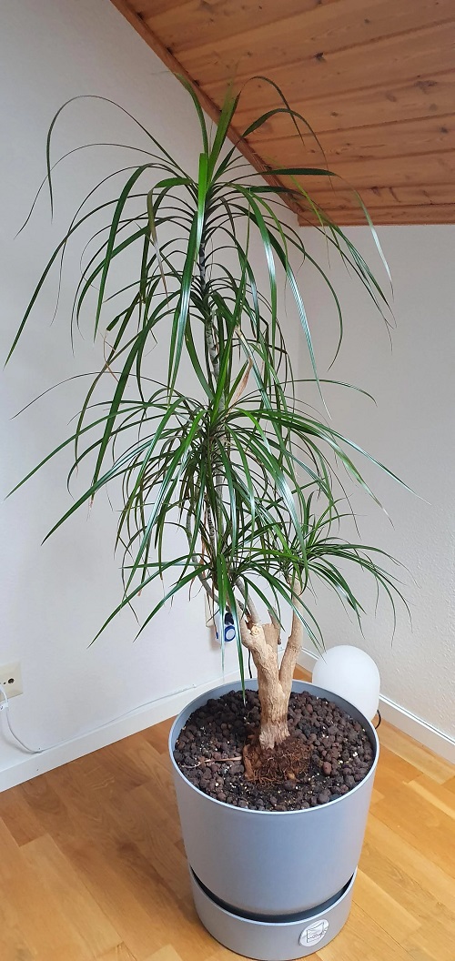 Dragon Tree 1