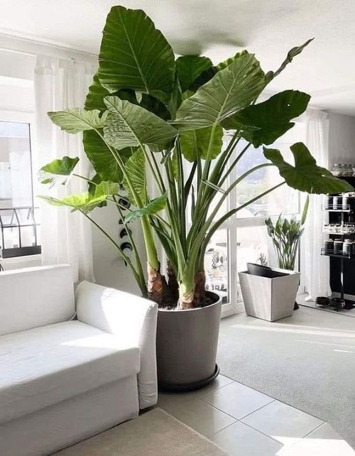 Fast-Growing Plants 2