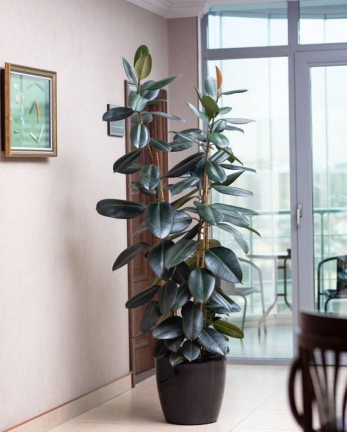 Indoor Succulent Plant 4