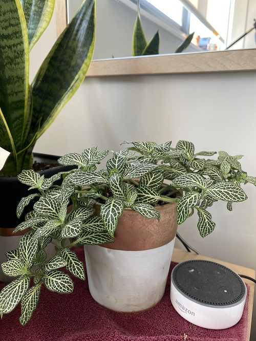 Beautiful Indoor Succulent Plant 3