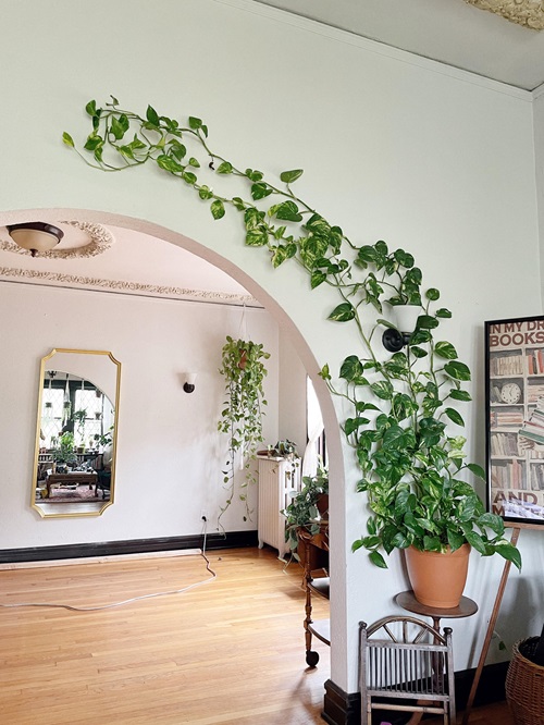 best Summertime Indoor Cooling Plants