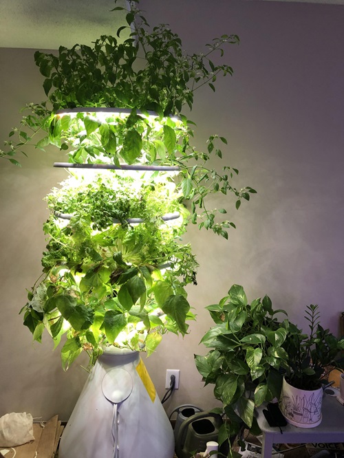 Essential Temperature Ranges for Indoor herbPlants