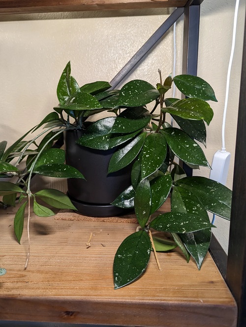 Unique Fast-Growing Plants 4