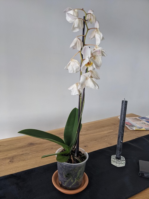 If Your Orchids Have Not Been Getting Enough Humidity