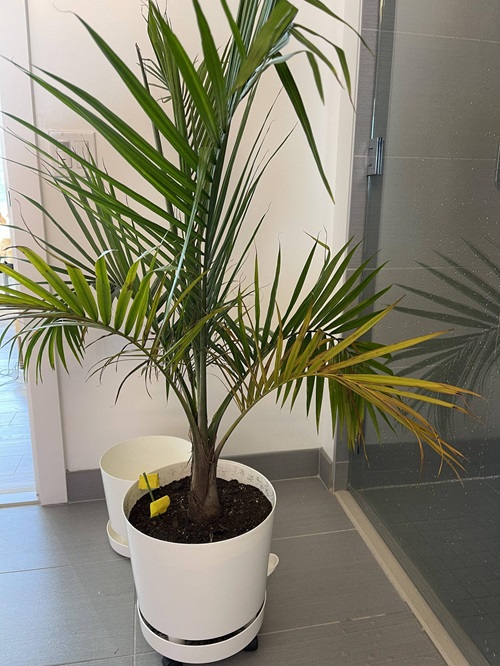 Imbalanced Watering