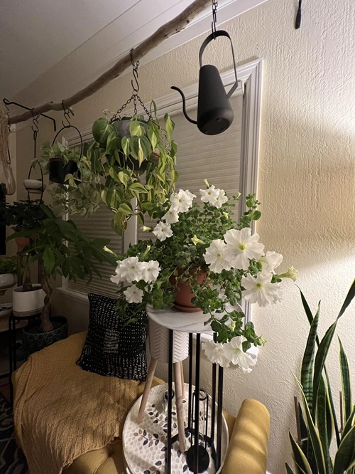 Essential Temperature Ranges for Indoor Flowering Plants