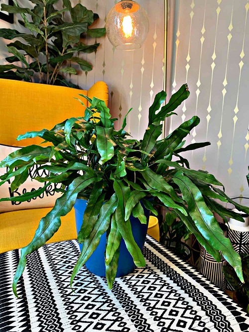 Fast-Growing Plants You Need For An Indoor Jungle 2