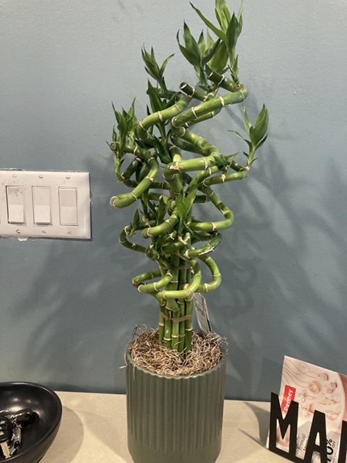 Lucky Bamboo is easy to take care
