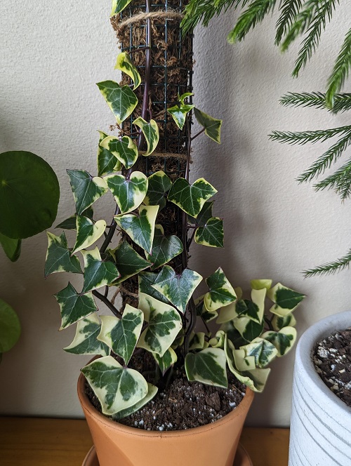 Beautiful Fast-Growing Plants 2