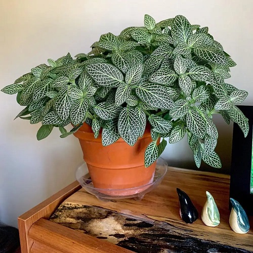Fast-Growing Plants You Need For An Indoor Jungle 1